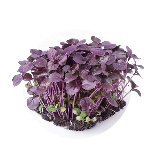 Albahaca roja — Roja Aromática