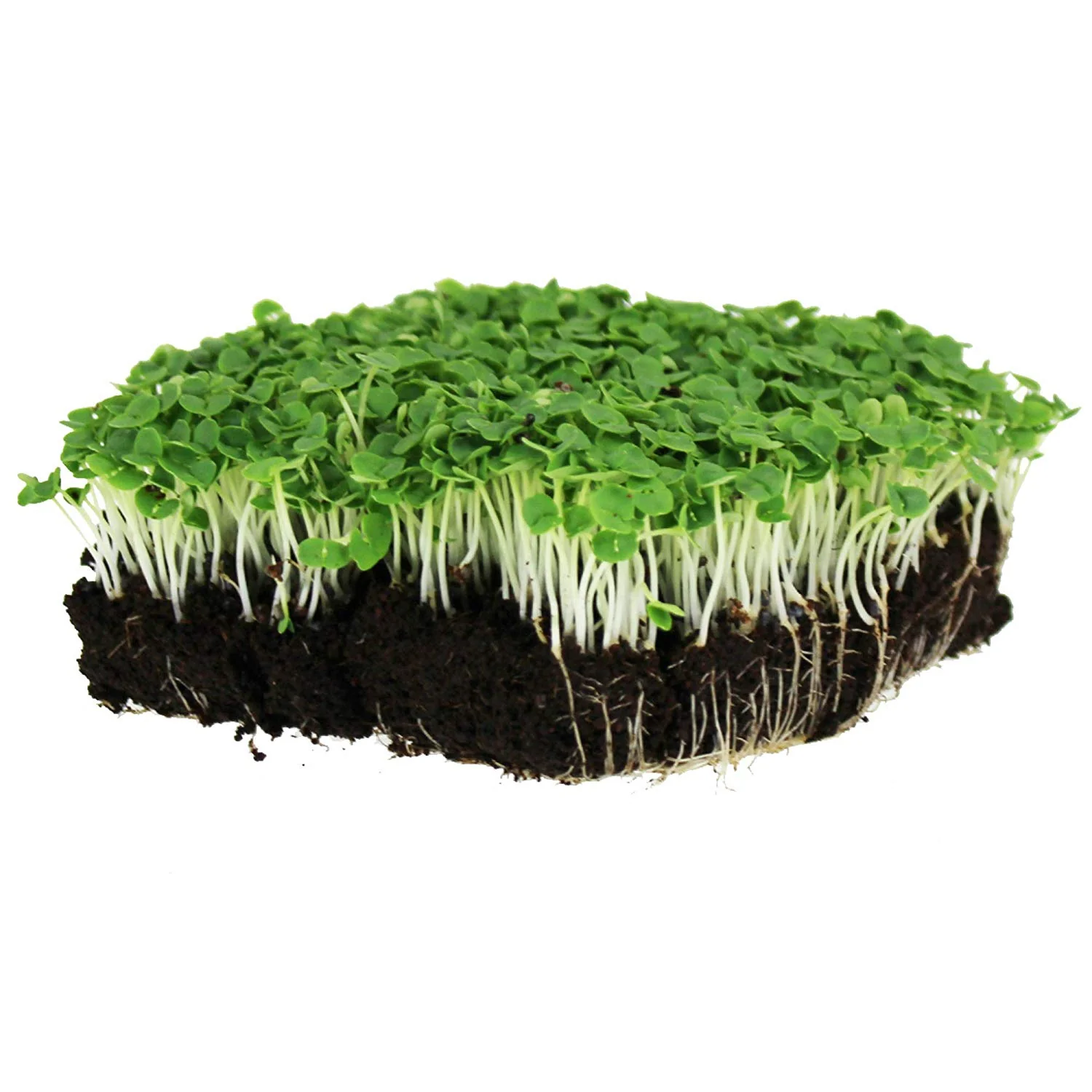 Albahaca verde — Clásico Perfume