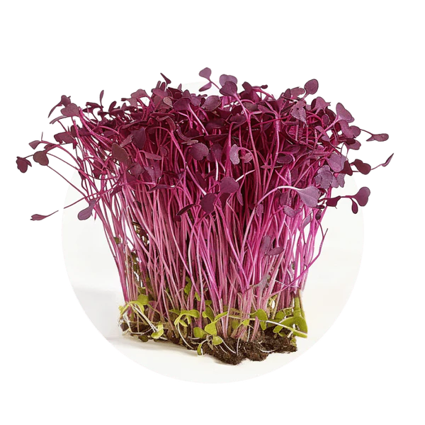 Amarante — Púrpura Elegante