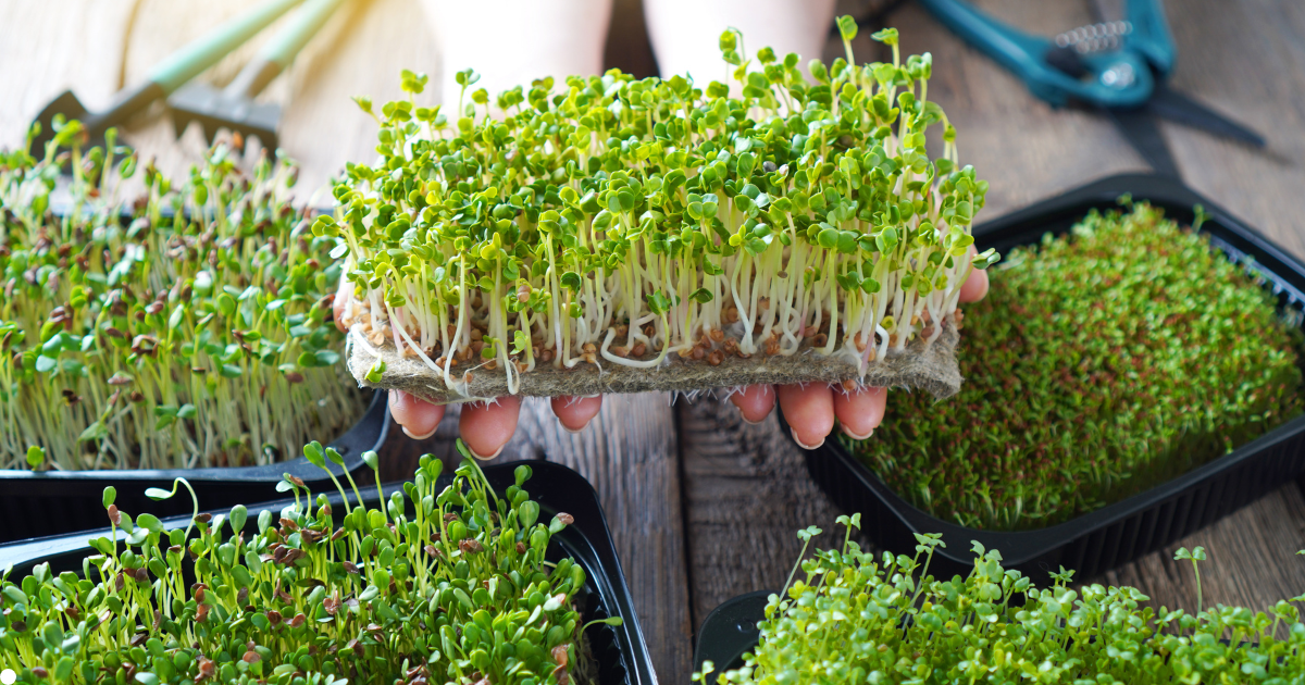 ¿Qué son los microbrotes y por qué son un superalimento?