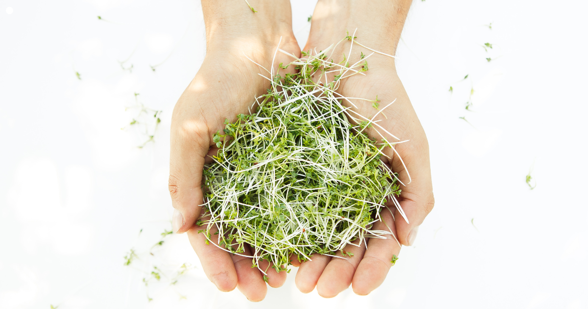 Microbrotes y sistema inmunitario