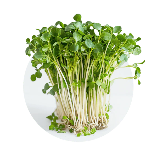 Brócoli — Verde Protector