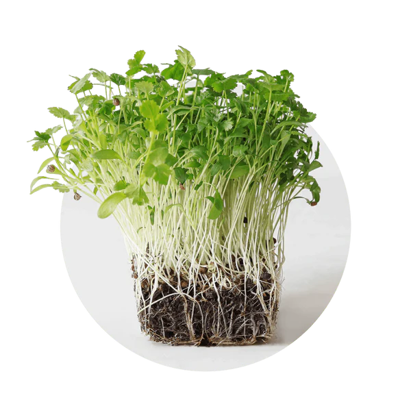 Cilantro — Fresco Latino