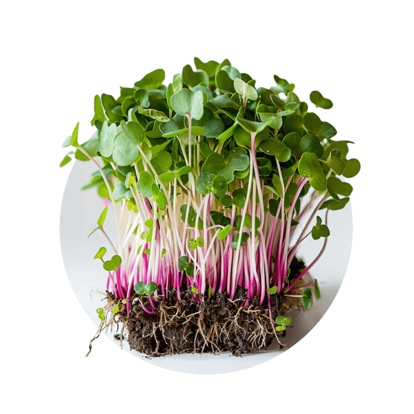 col roja — Púrpura Fiel