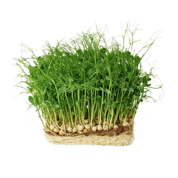 Guisantes — Dulce Crunch