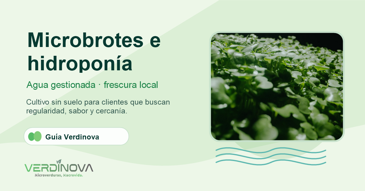 Microbrotes frescos cultivados en producción controlada con agua, luz y bandejas limpias