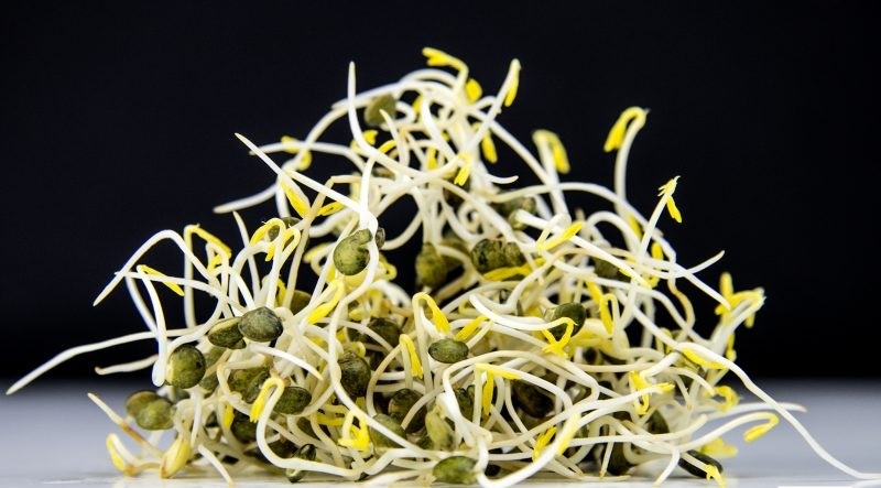 Microbbrotes lentejas