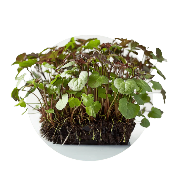 Shiso — Gastro Bicolor